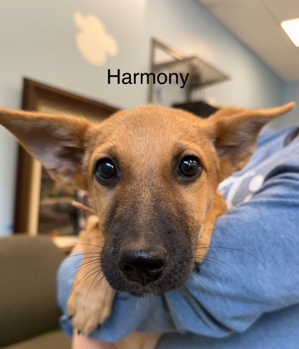 Harmony