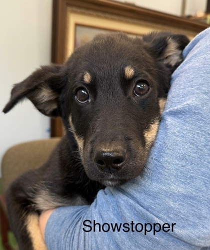 Showstopper