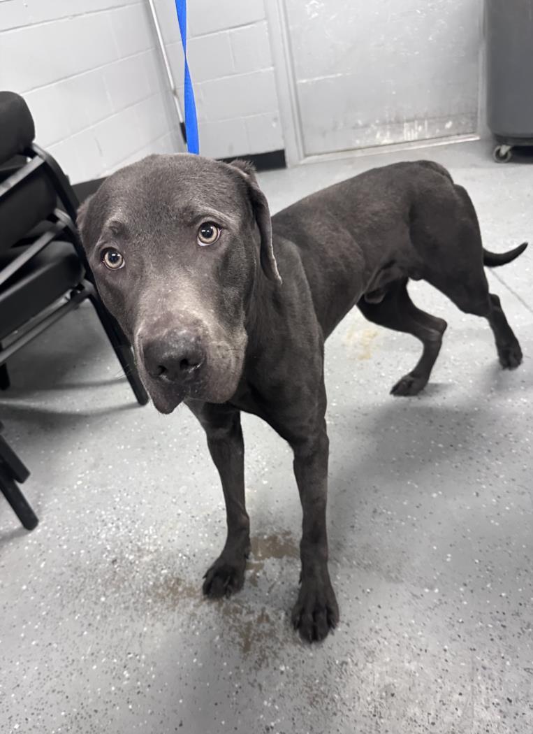 GRAY, an adoptable Labrador Retriever, Weimaraner in Casper, WY, 82601 | Photo Image 1