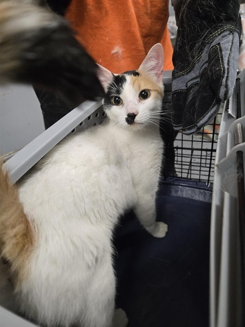 JUDITH, an adoptable Domestic Short Hair in Casper, WY, 82601 | Photo Image 1