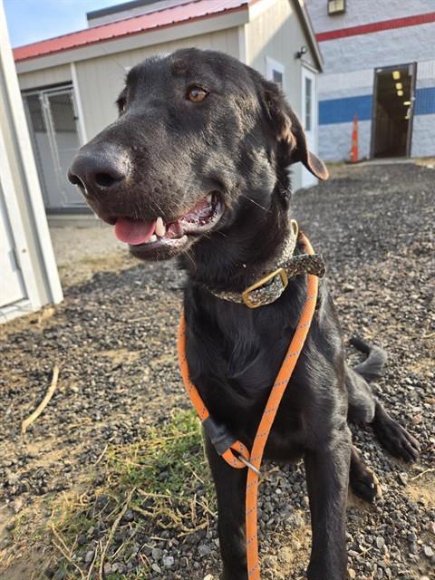 MAKO, an adoptable Labrador Retriever, Mixed Breed in Casper, WY, 82601 | Photo Image 1