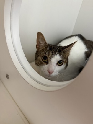 Oreo, an adoptable Domestic Short Hair in Harbor Springs, MI, 49740 | Photo Image 1