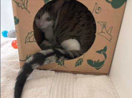 Oreo, an adoptable Domestic Short Hair in Harbor Springs, MI, 49740 | Photo Image 2