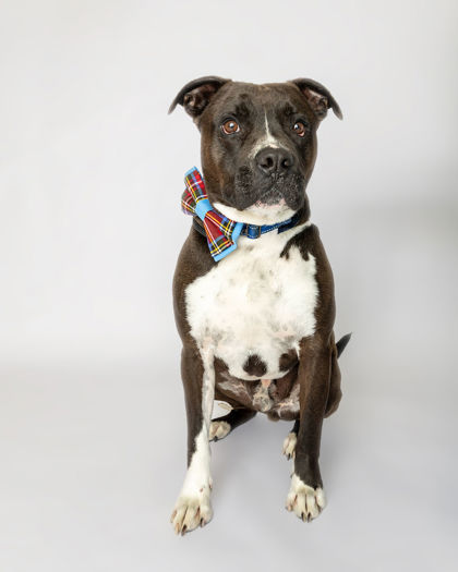 Tato, an adoptable Pit Bull Terrier, Mixed Breed in Harbor Springs, MI, 49740 | Photo Image 1