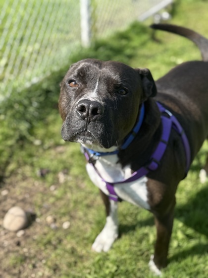 Tato, an adoptable Pit Bull Terrier, Mixed Breed in Harbor Springs, MI, 49740 | Photo Image 2