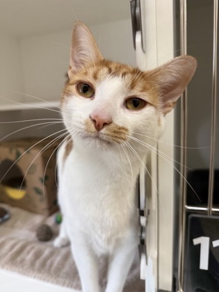 Ginger, an adoptable Domestic Short Hair in Harbor Springs, MI, 49740 | Photo Image 1