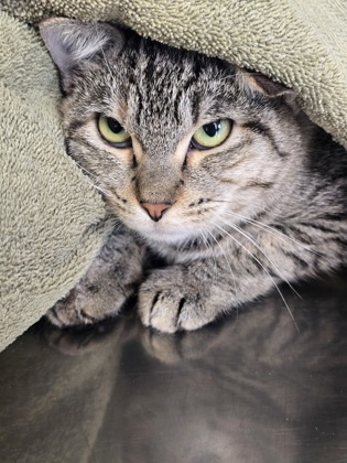 Kitty