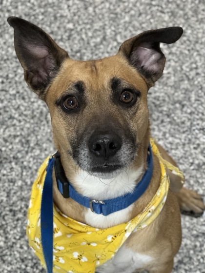 Scooby, an adoptable Mixed Breed in Rhinelander, WI, 54501 | Photo Image 1