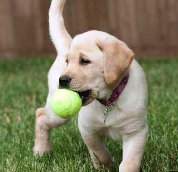 Giddy McFreckleshound