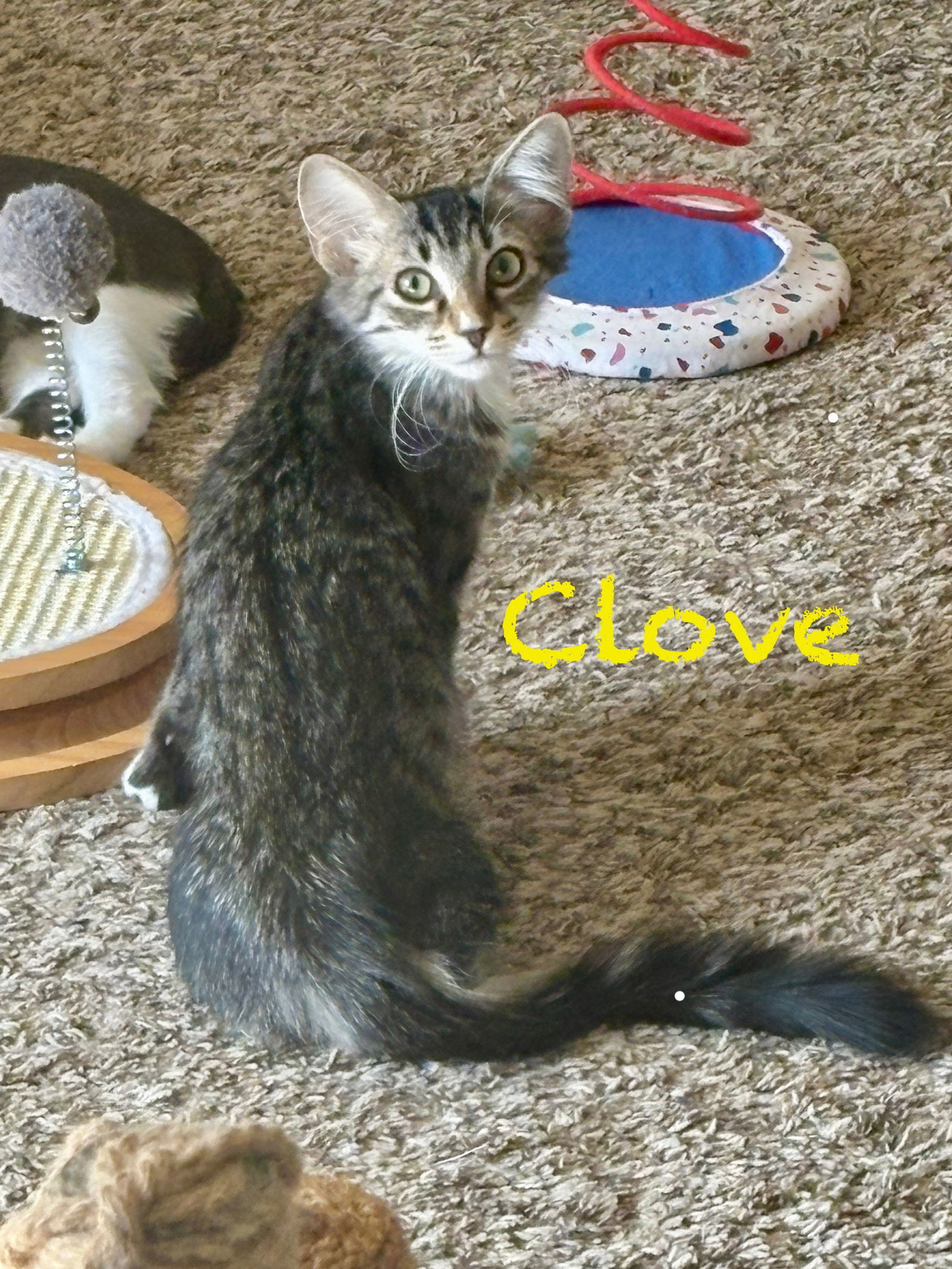 Clove