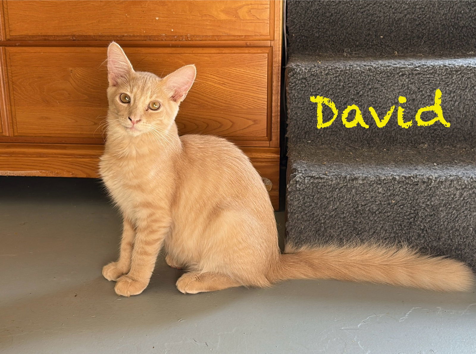 David