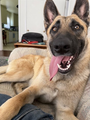 Adopt HAMBONE