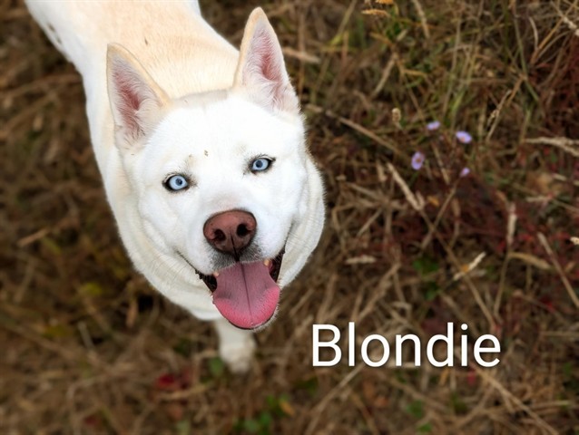 BLONDIE