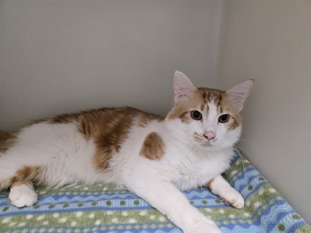 BANDIT, an adoptable Domestic Medium Hair in McKinleyville, CA, 95519 | Photo Image 1