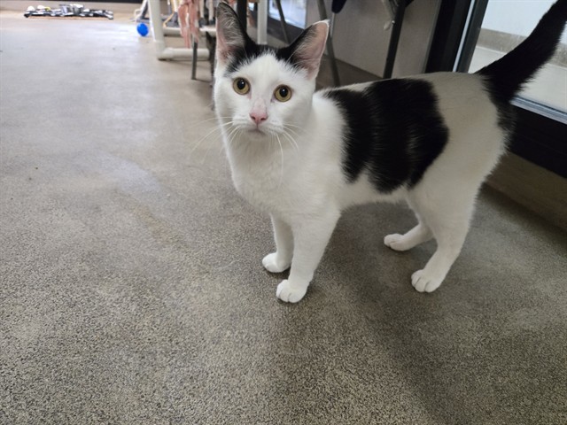 THOMAS, an adoptable Domestic Short Hair in McKinleyville, CA, 95519 | Photo Image 1