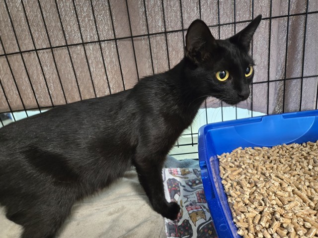 KATHERINE, an adoptable Domestic Short Hair in McKinleyville, CA, 95519 | Photo Image 1