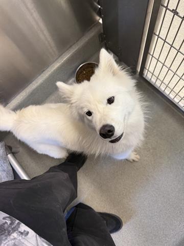 LALA-LULU, an adoptable Samoyed in San Martin, CA, 95046 | Photo Image 1