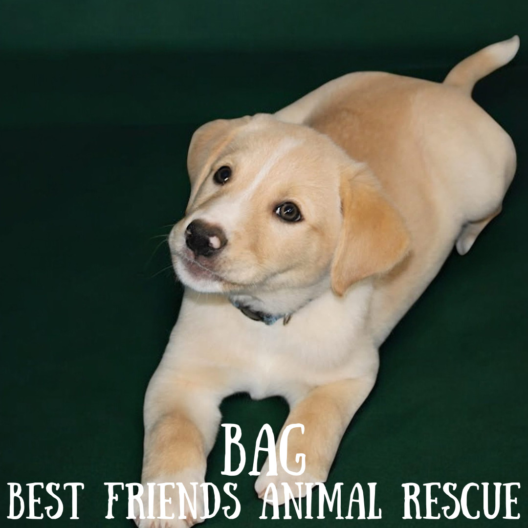 Bag, an adoptable Husky in Wasilla, AK, 99654 | Photo Image 2