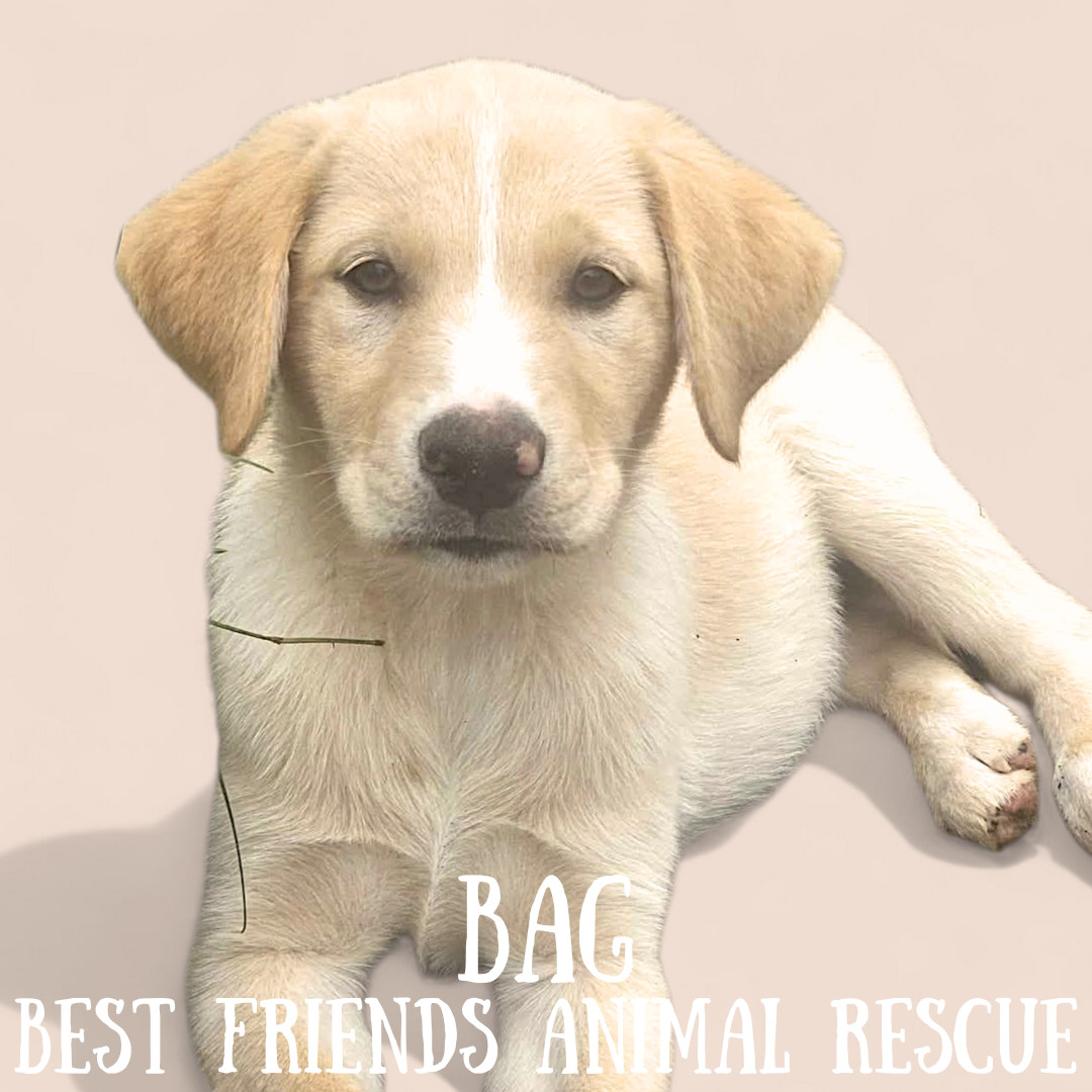 Bag, an adoptable Husky in Wasilla, AK, 99654 | Photo Image 3