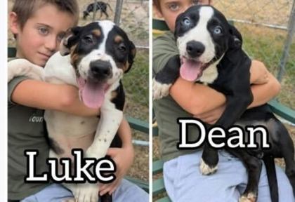 Luke
