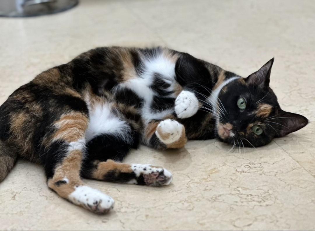 SCOOTER (female)