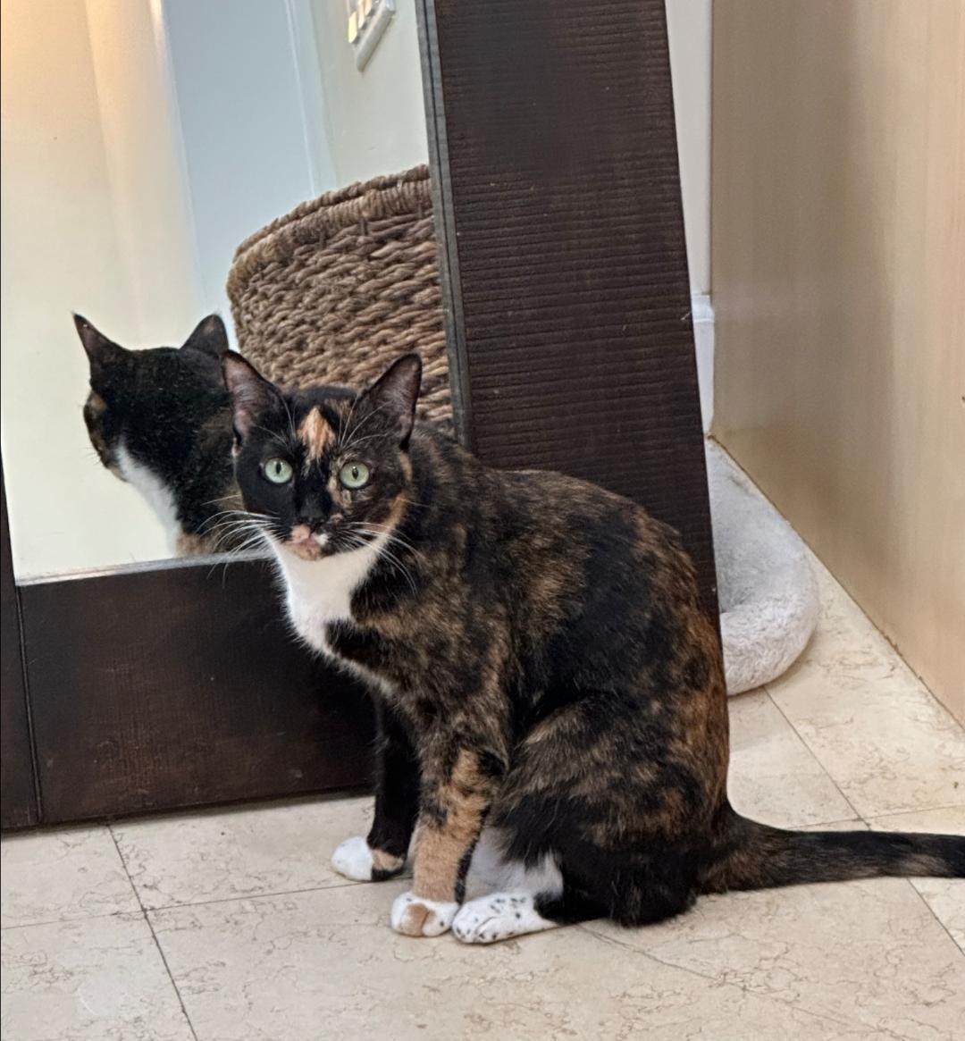SCOOTER (female)