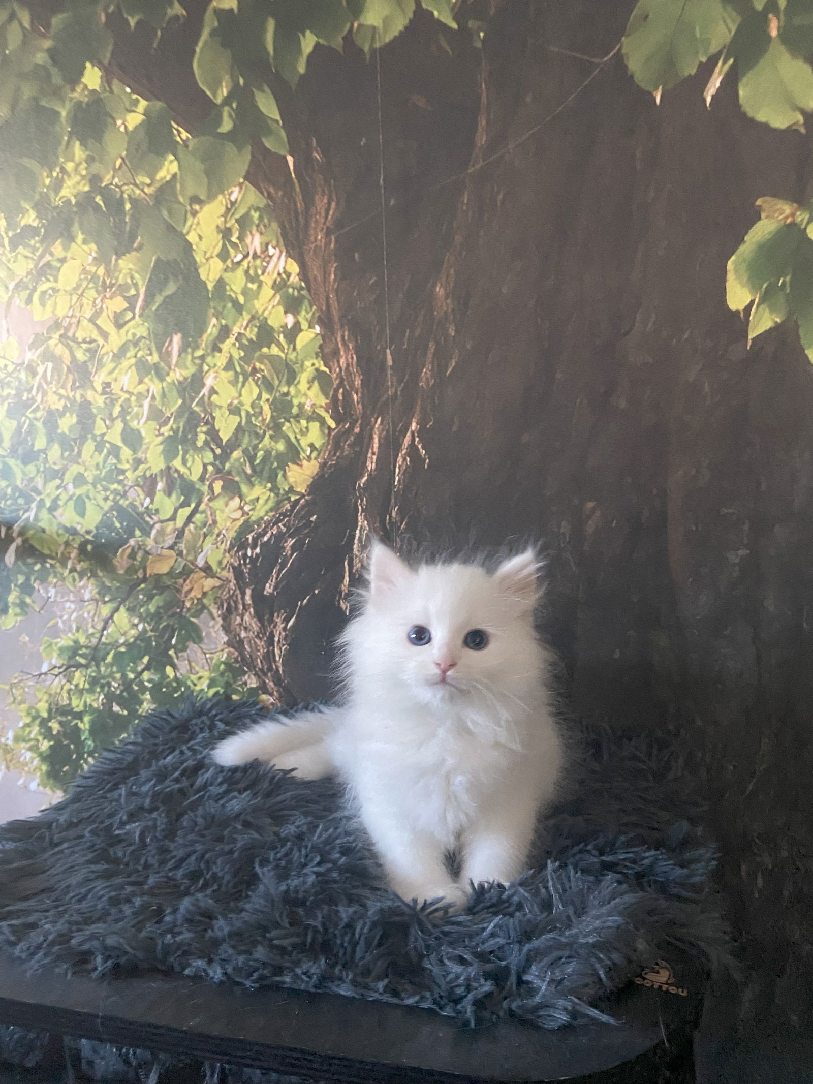 Love baby, an adoptable Siberian in Oakland Park, FL, 33334 | Photo Image 1