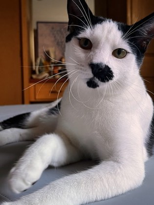 Chaplin