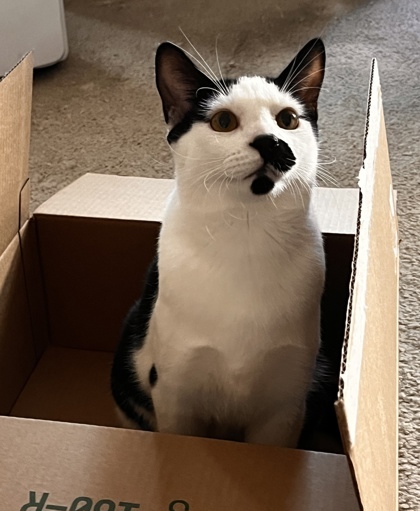 Chaplin