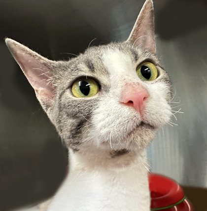 Whisker Bits