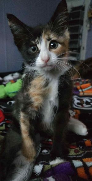 Precious