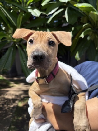Ozzie, an adoptable Shar-Pei, Mixed Breed in Honolulu, HI, 96826 | Photo Image 1