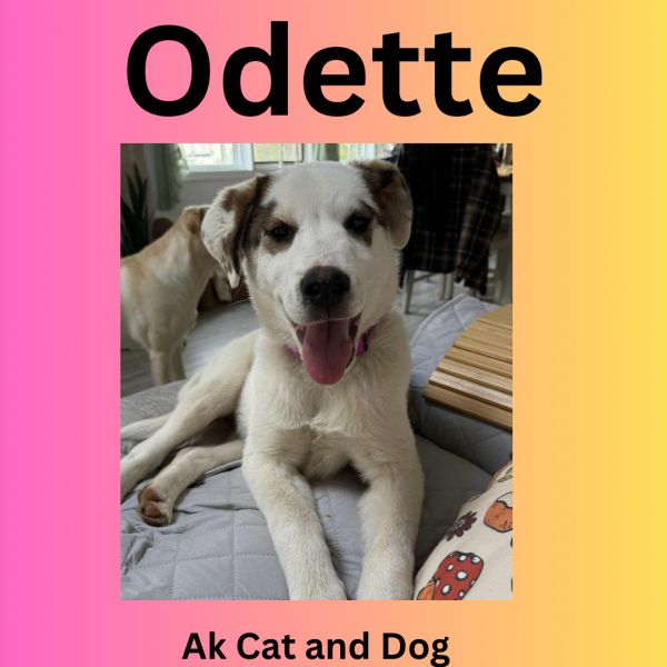 Odette