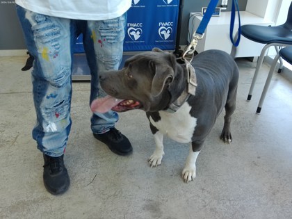 Milo