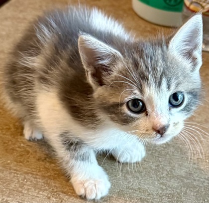 Juniper
