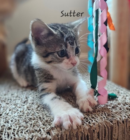 Sutter