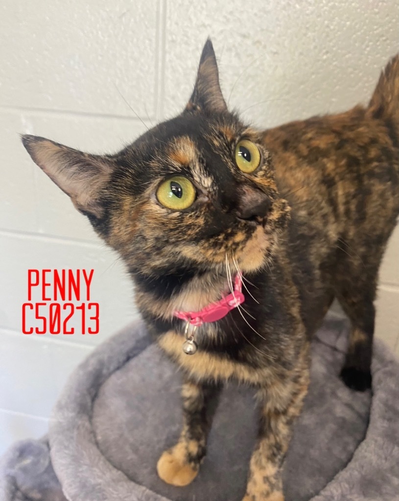 Penny