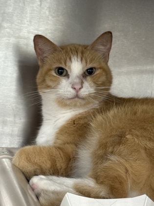 Simon
