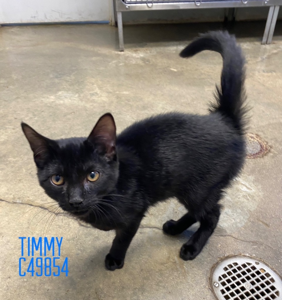 Timmy