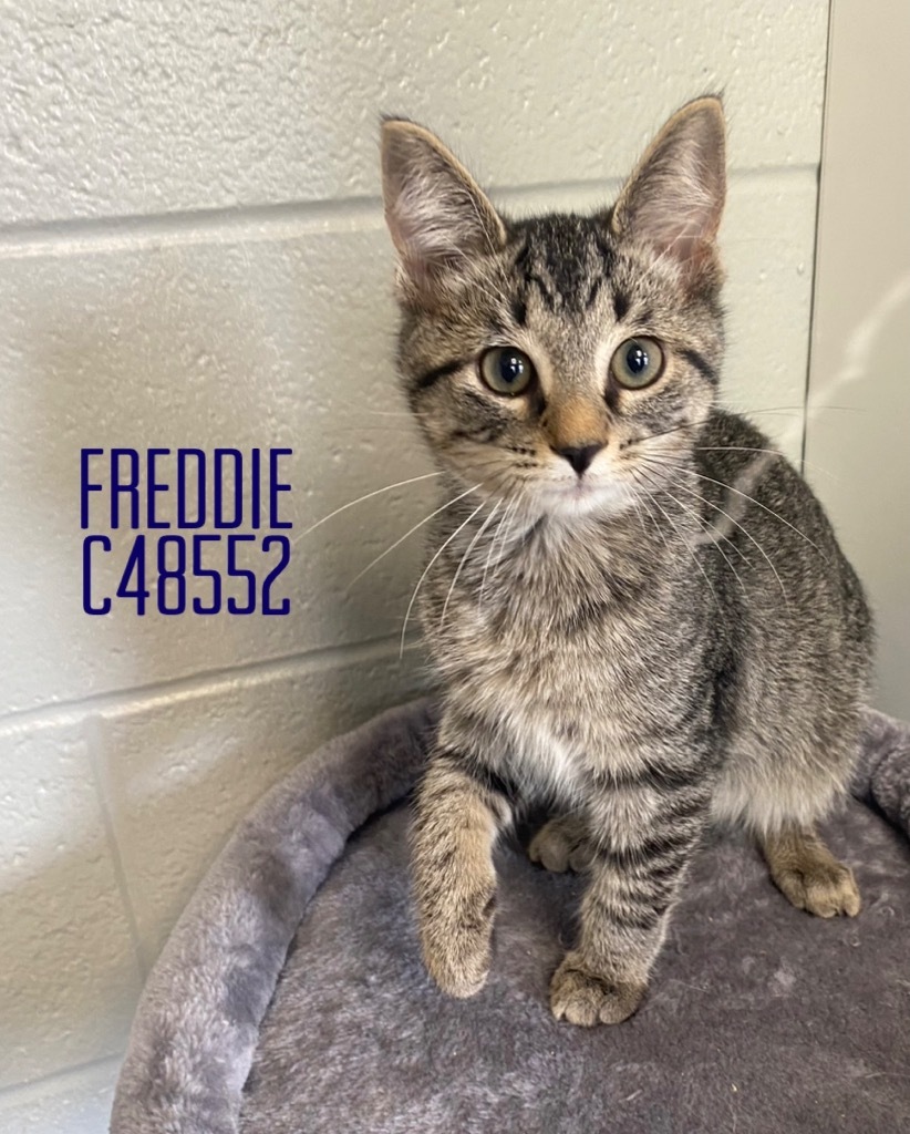 Freddie