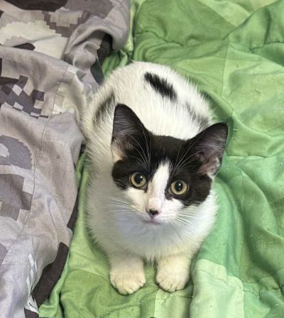 Jackie, an adoptable Domestic Short Hair in Steinbach, MB, R5G 2B2 | Photo Image 2