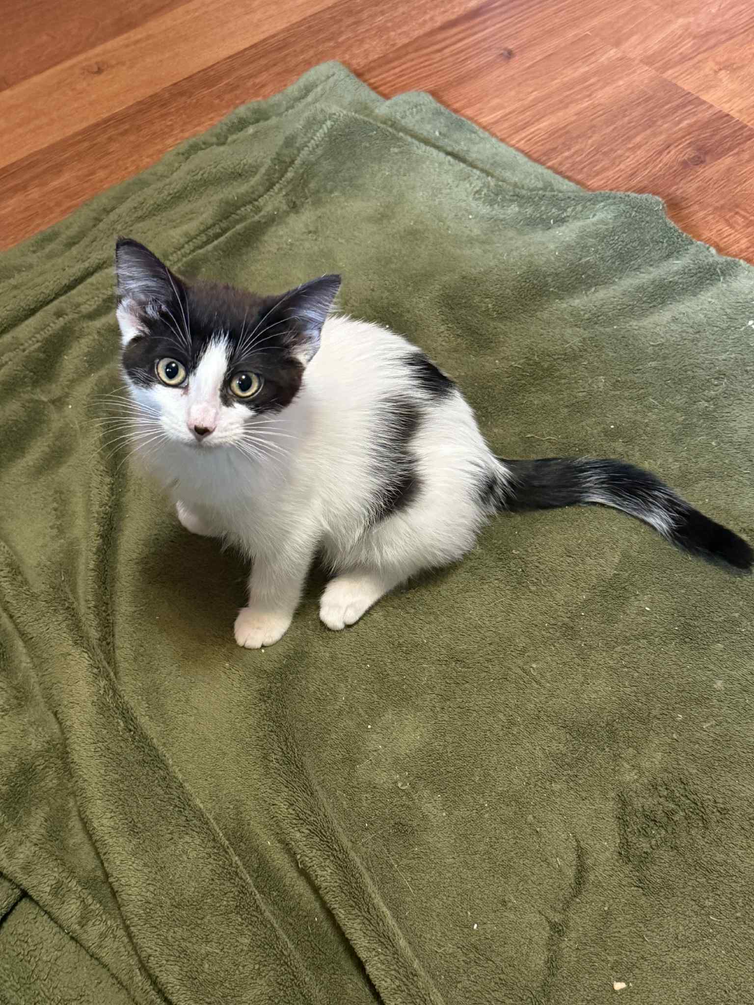 Jackie, an adoptable Domestic Short Hair in Steinbach, MB, R5G 2B2 | Photo Image 3