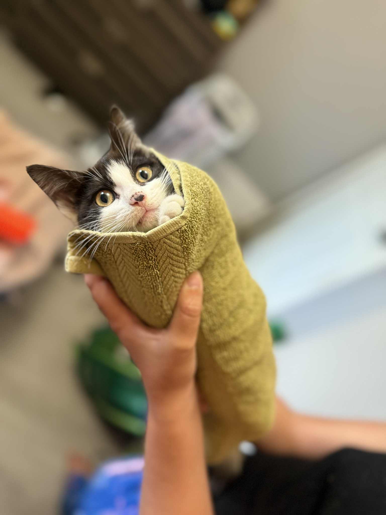 Jackie, an adoptable Domestic Short Hair in Steinbach, MB, R5G 2B2 | Photo Image 5