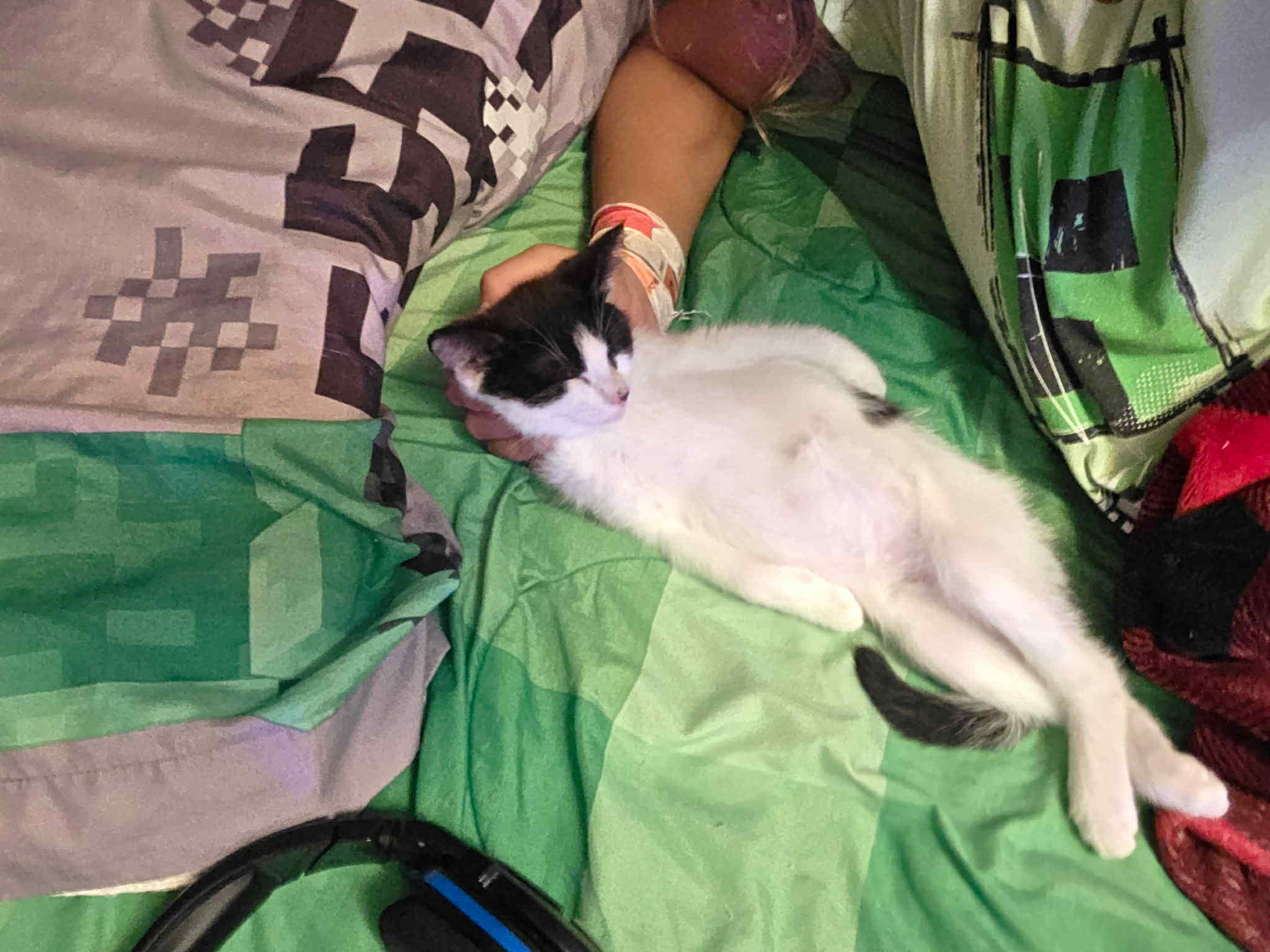 Jackie, an adoptable Domestic Short Hair in Steinbach, MB, R5G 2B2 | Photo Image 6