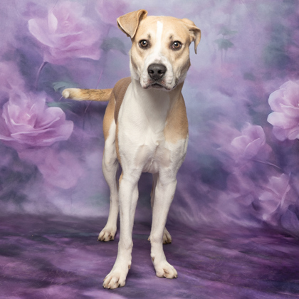 Arrow, an adoptable Pit Bull Terrier, Mixed Breed in Caldwell, ID, 83607 | Photo Image 1