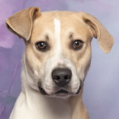 Arrow, an adoptable Pit Bull Terrier, Mixed Breed in Caldwell, ID, 83607 | Photo Image 2