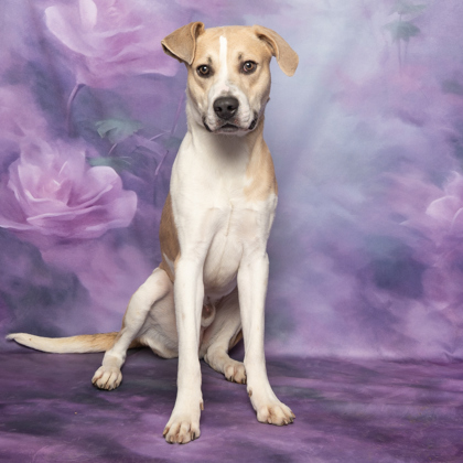 Arrow, an adoptable Pit Bull Terrier, Mixed Breed in Caldwell, ID, 83607 | Photo Image 3