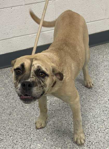Cider, an adoptable Catahoula Leopard Dog, Mixed Breed in Caldwell, ID, 83607 | Photo Image 1