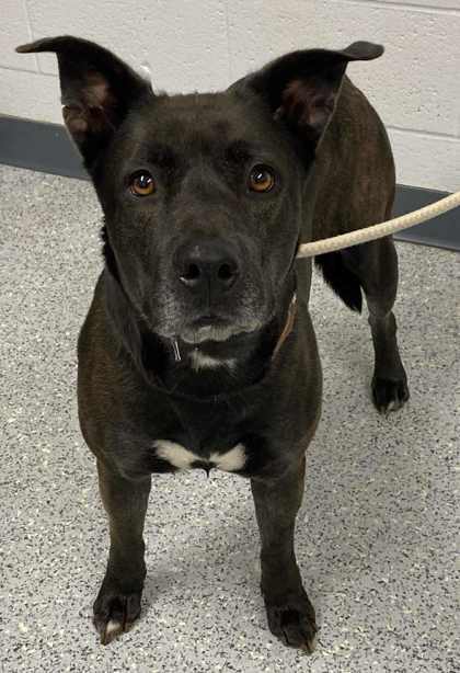 Gwen, an adoptable Shepherd, Mixed Breed in Caldwell, ID, 83607 | Photo Image 1