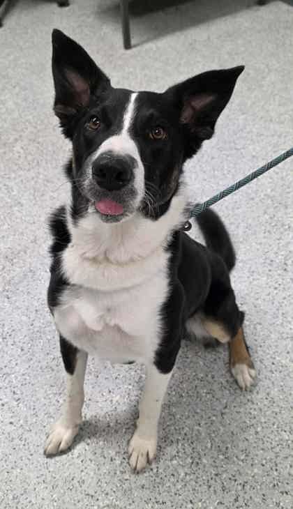Acorn, an adoptable Border Collie, Mixed Breed in Caldwell, ID, 83607 | Photo Image 1